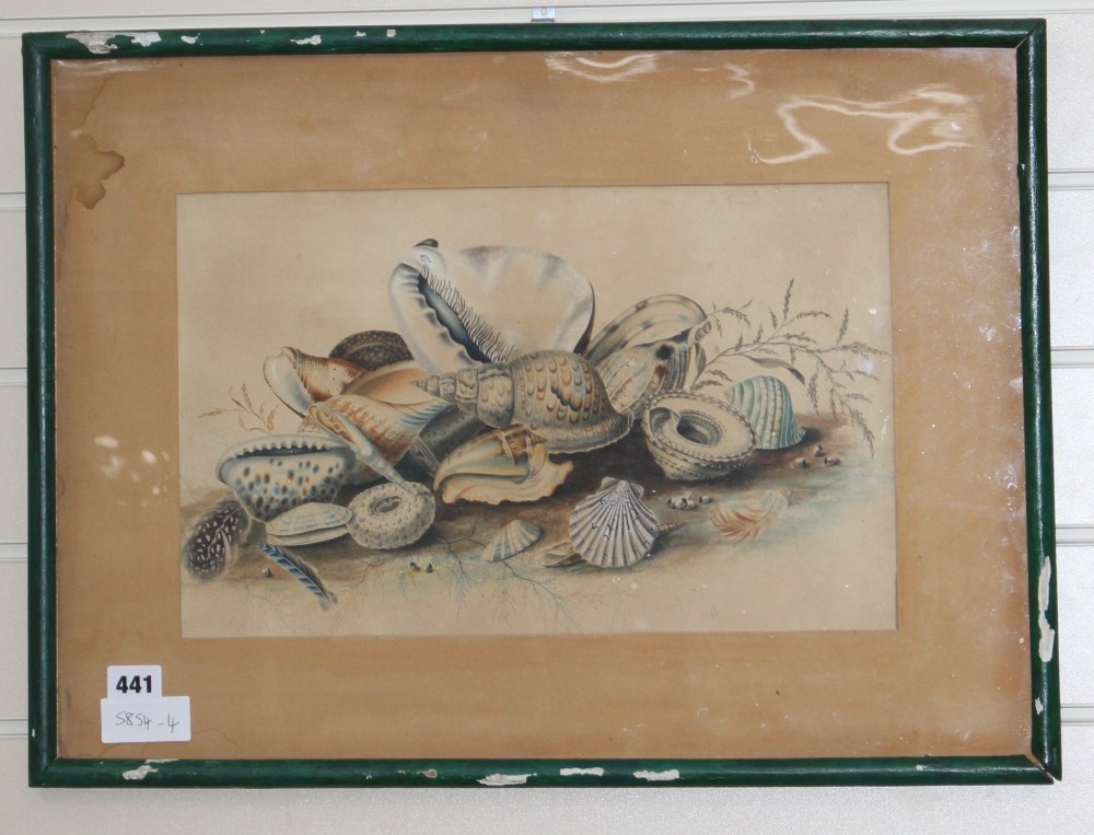 A Regency watercolour study of seashells, 25 x 40cm
